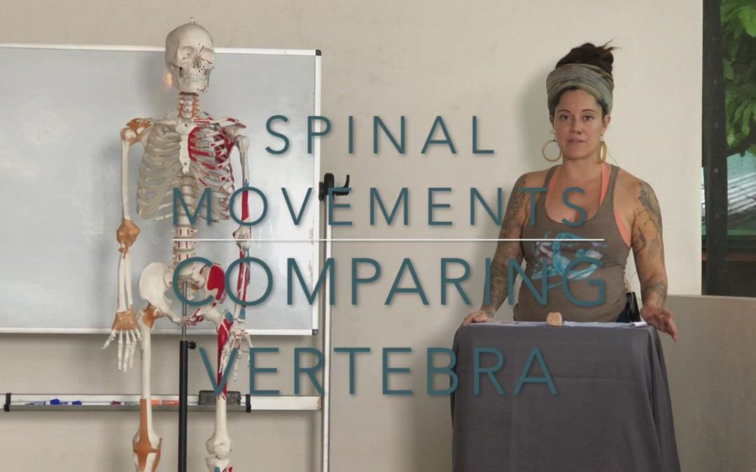 Spinal Differences