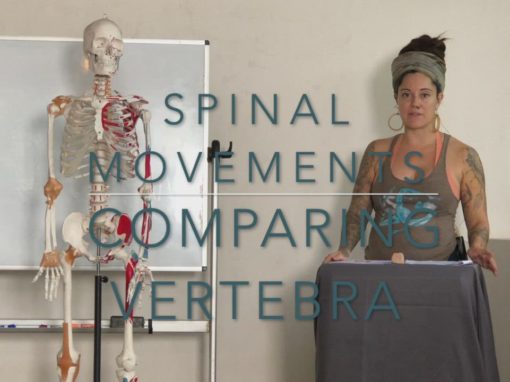 Spinal Differences