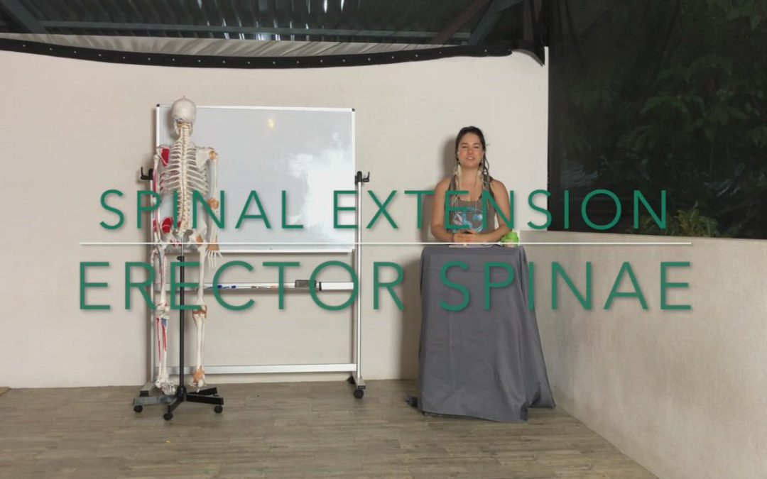 Muscles of Spinal Extension