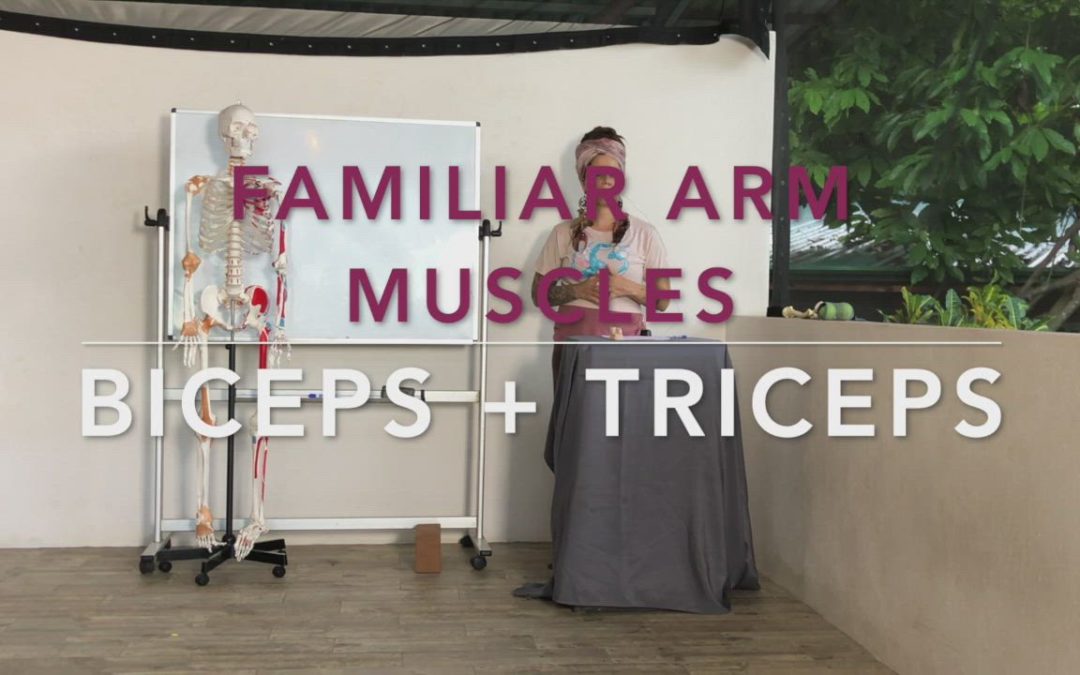 Arm Basics – Familiar Muscles of the Arm